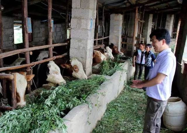 富硒茶乡村振兴（立足茶产业乡村振兴）-硒宝网