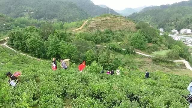 富硒茶乡村振兴（立足茶产业乡村振兴）-硒宝网