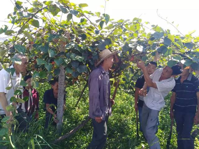 富硒茶乡村振兴（立足茶产业乡村振兴）-硒宝网