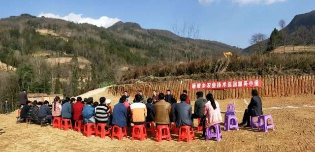 富硒茶乡村振兴（立足茶产业乡村振兴）-硒宝网