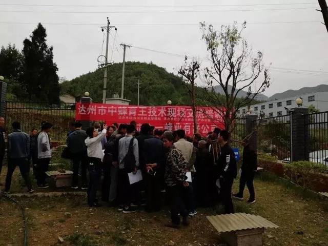 富硒茶乡村振兴（立足茶产业乡村振兴）-硒宝网