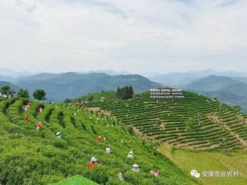 赞美安康富硒茶（安康赞美茶富硒的句子）-硒宝网