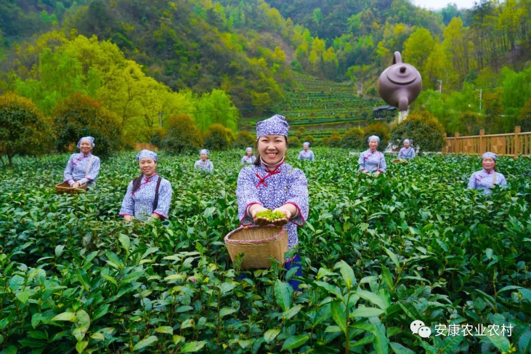 赞美安康富硒茶（安康赞美茶富硒的句子）-硒宝网