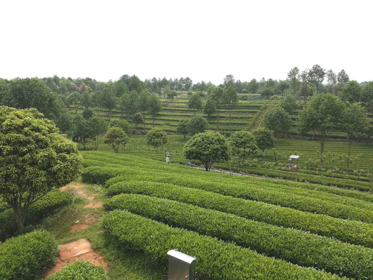 湖南富硒茶企业（湖南有个什么硒集团）-硒宝网