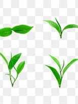 龙井施恩富硒茶(恩施硒茶乌龙茶)-硒宝网