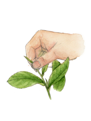 龙井施恩富硒茶(恩施硒茶乌龙茶)-硒宝网