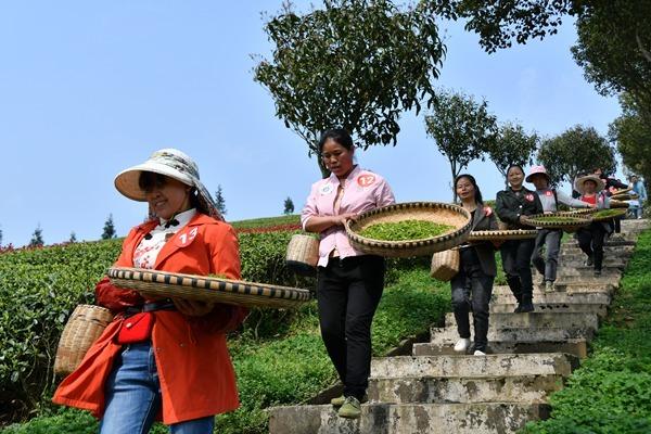 开阳富硒茶地点（开阳富硒茶园）-硒宝网