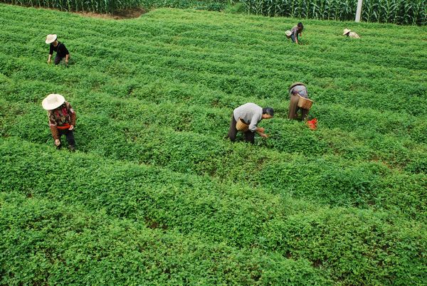 安康富硒生态茶(安康富硒茶怎么样)-硒宝网
