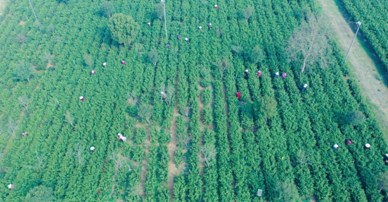 富硒茶品茗大会(茗茶品鉴会)-硒宝网