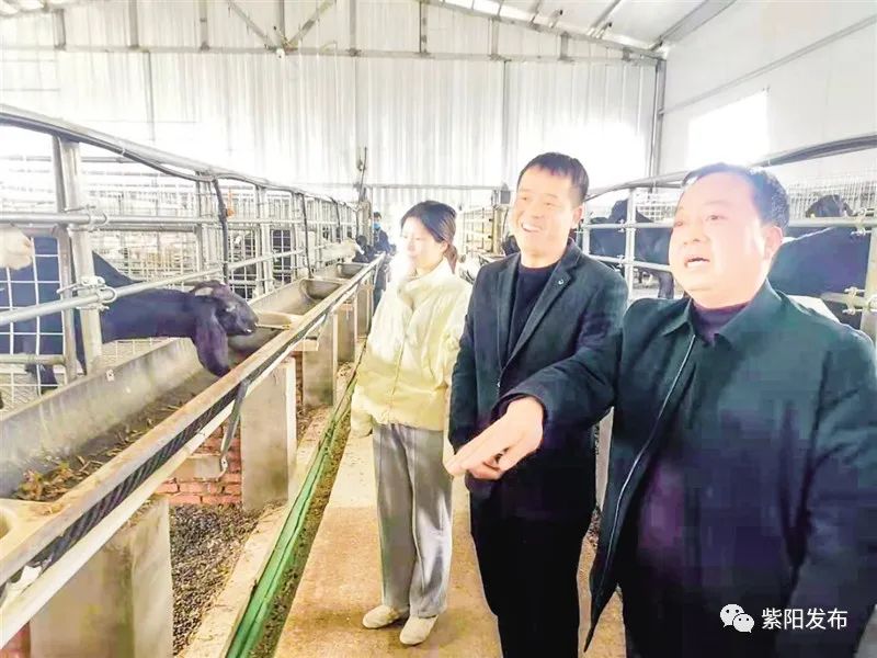 宣传紫阳富硒茶（紫阳富硒茶宣传语）-硒宝网