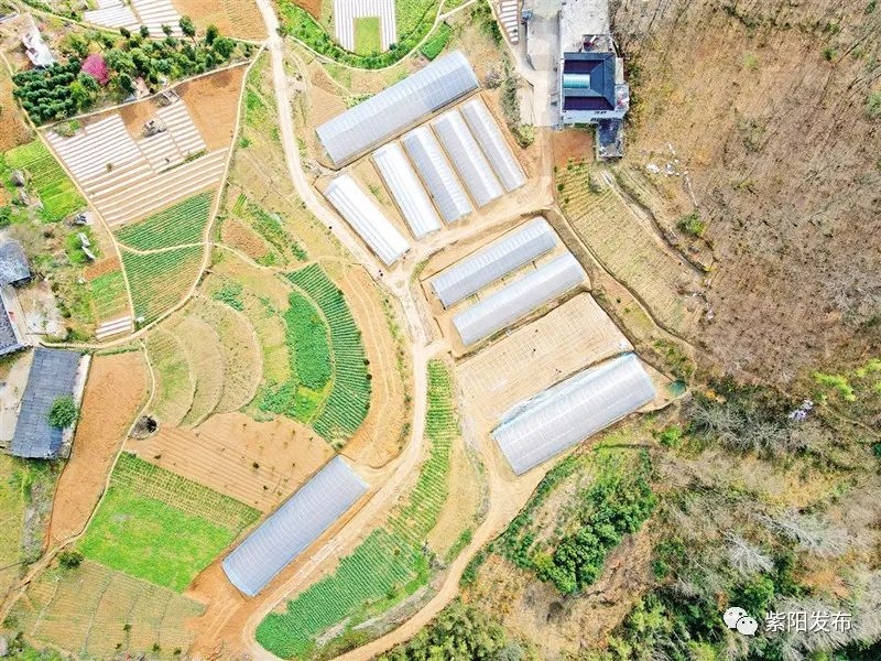 宣传紫阳富硒茶（紫阳富硒茶宣传语）-硒宝网