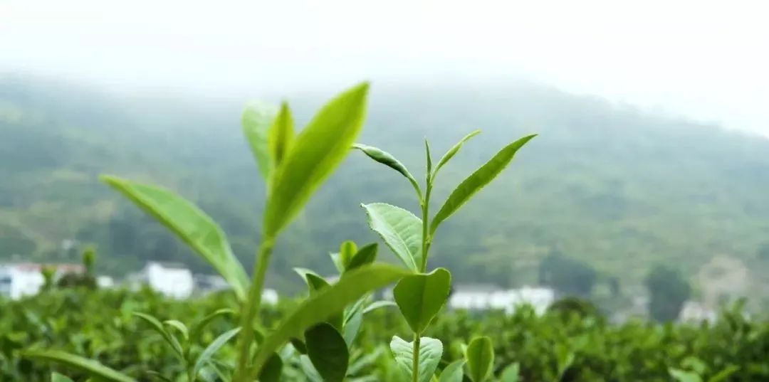 紫阳富硒茶分类(紫阳富硒茶品牌价值)-硒宝网