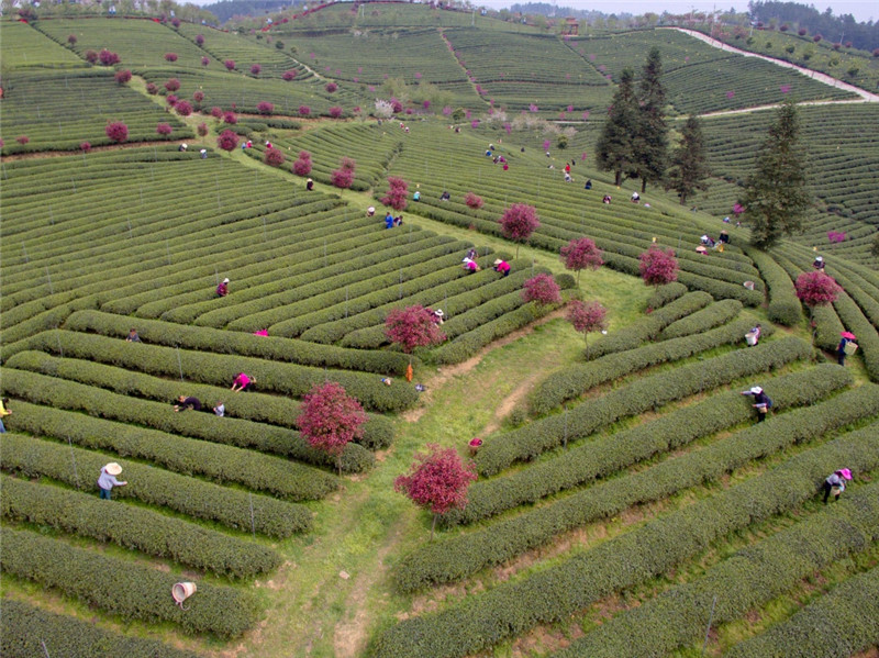开阳富硒茶地点（开阳富硒茶地理标志）-硒宝网