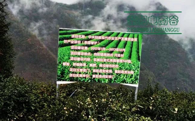 紫阳富硒茶深圳(紫阳富硒茶文化)-硒宝网