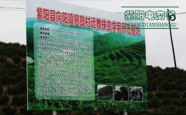 紫阳富硒茶深圳(紫阳富硒茶文化)-硒宝网