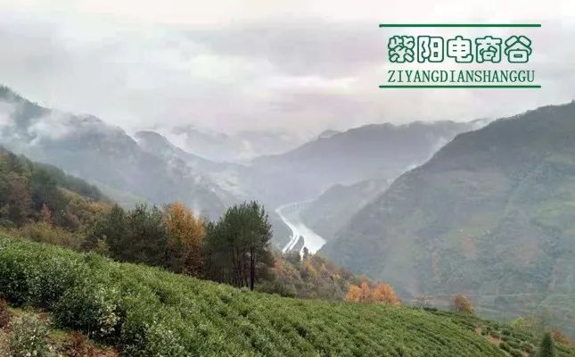 紫阳富硒茶深圳(紫阳富硒茶文化)-硒宝网