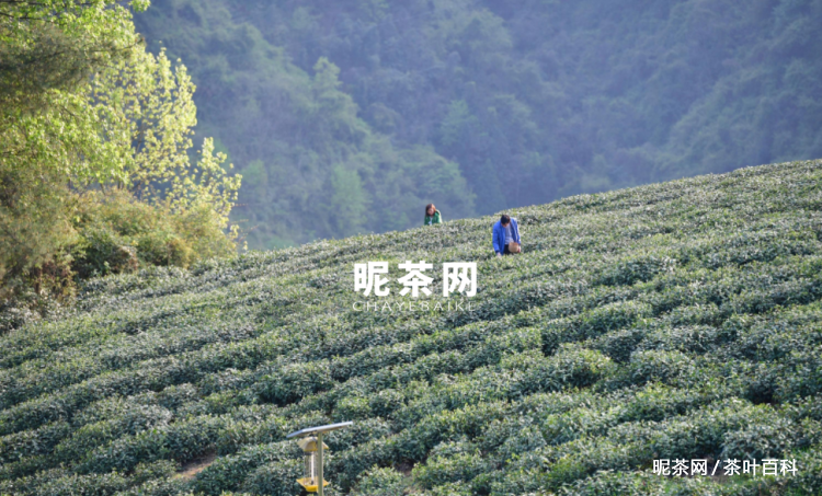 优质安康富硒茶（安康富硒茶怎么样）-硒宝网