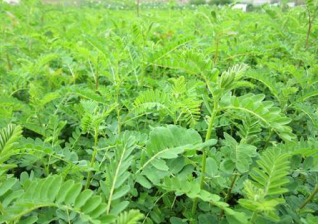 吉林富硒茶供应(吉林供应茶富硒的地方)-硒宝网