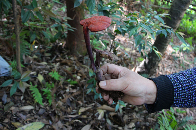 吉林富硒茶供应(吉林供应茶富硒的地方)-硒宝网