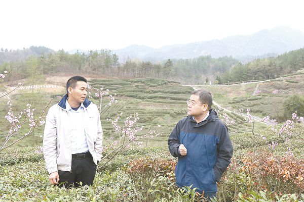 陕西茶叶富硒茶（陕西富硒茶叶价格表）-硒宝网