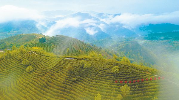 陕西茶叶富硒茶（陕西富硒茶叶价格表）-硒宝网