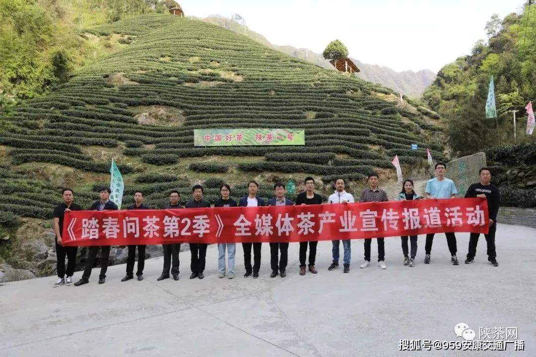 陕西茶叶富硒茶(陕南富硒茶叶)-硒宝网