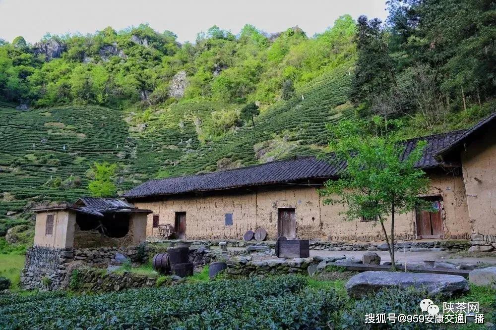 陕西茶叶富硒茶(陕南富硒茶叶)-硒宝网