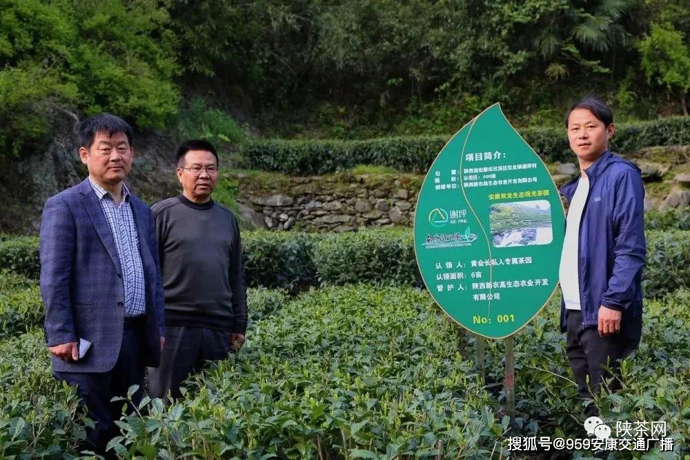 陕西茶叶富硒茶(陕南富硒茶叶)-硒宝网