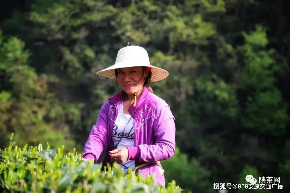 陕西茶叶富硒茶(陕南富硒茶叶)-硒宝网