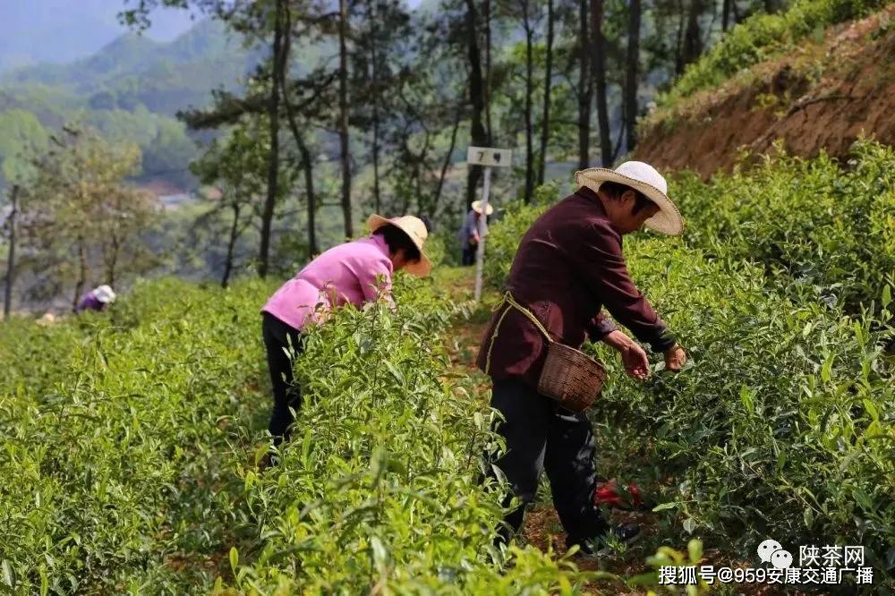 陕西茶叶富硒茶(陕南富硒茶叶)-硒宝网