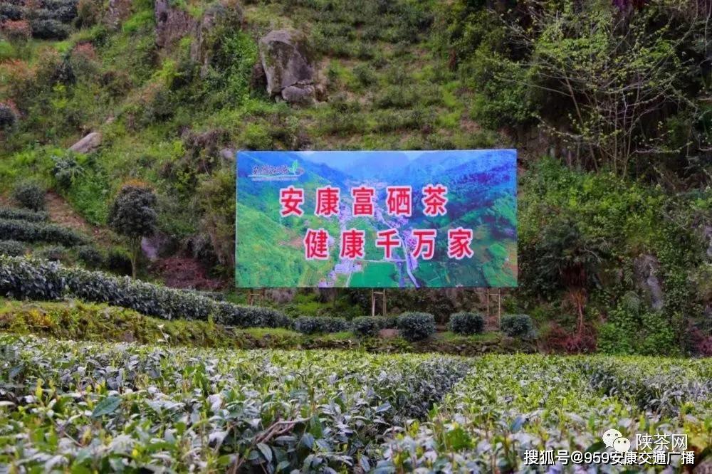 陕西茶叶富硒茶(陕南富硒茶叶)-硒宝网