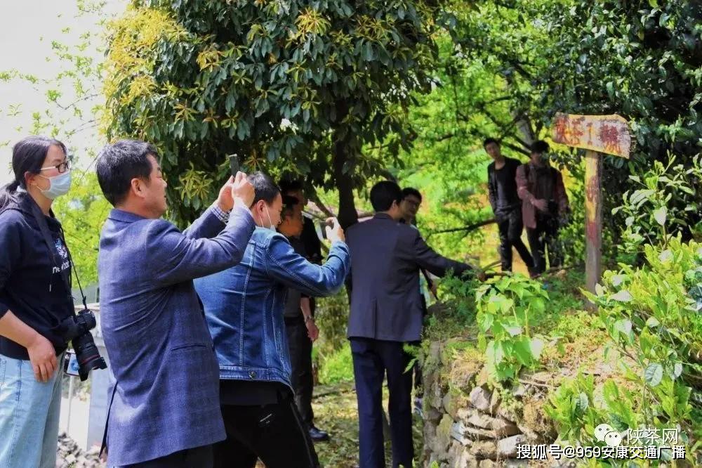 陕西茶叶富硒茶(陕南富硒茶叶)-硒宝网