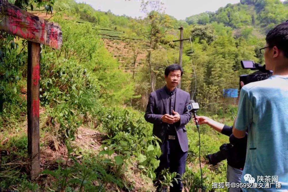 陕西茶叶富硒茶(陕南富硒茶叶)-硒宝网