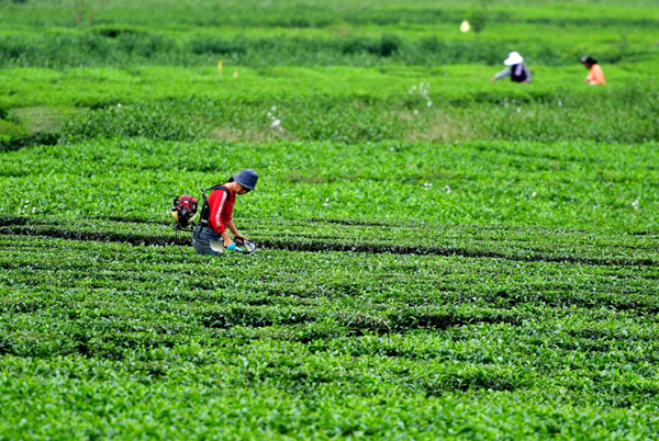恩施富硒茶宣传(恩施富硒茶21年新茶价格)-硒宝网