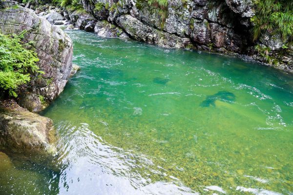 紫阳富硒茶蓝色(富硒紫阳茶多少钱一斤)-硒宝网