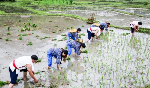 紫阳富硒茶蓝色(富硒紫阳茶多少钱一斤)-硒宝网