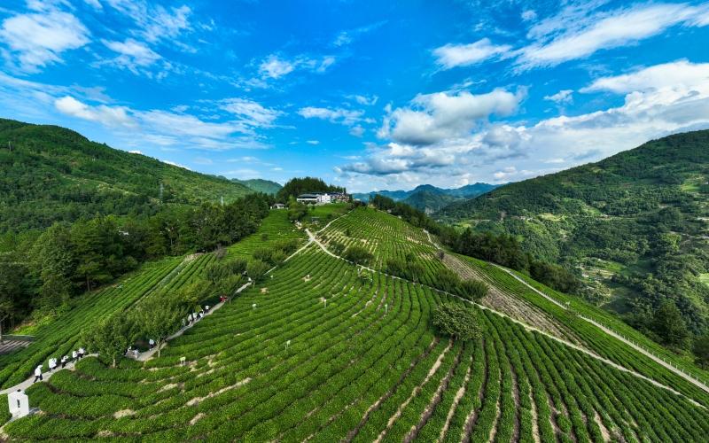 紫阳富硒龙潭茶(紫阳龙潭富硒茶茶叶有限公司)-硒宝网