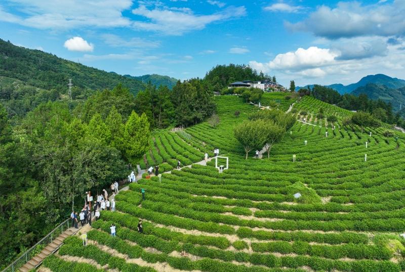 紫阳富硒龙潭茶(紫阳龙潭富硒茶茶叶有限公司)-硒宝网