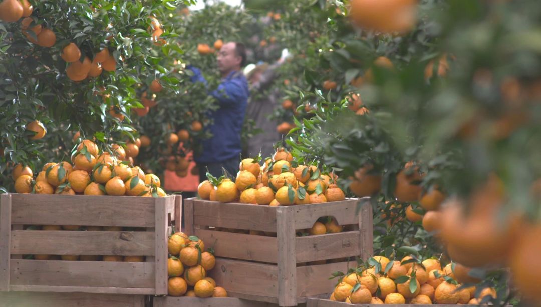 富硒茶啤酒河南(富硒茶啤酒在全国行业排第几)-硒宝网