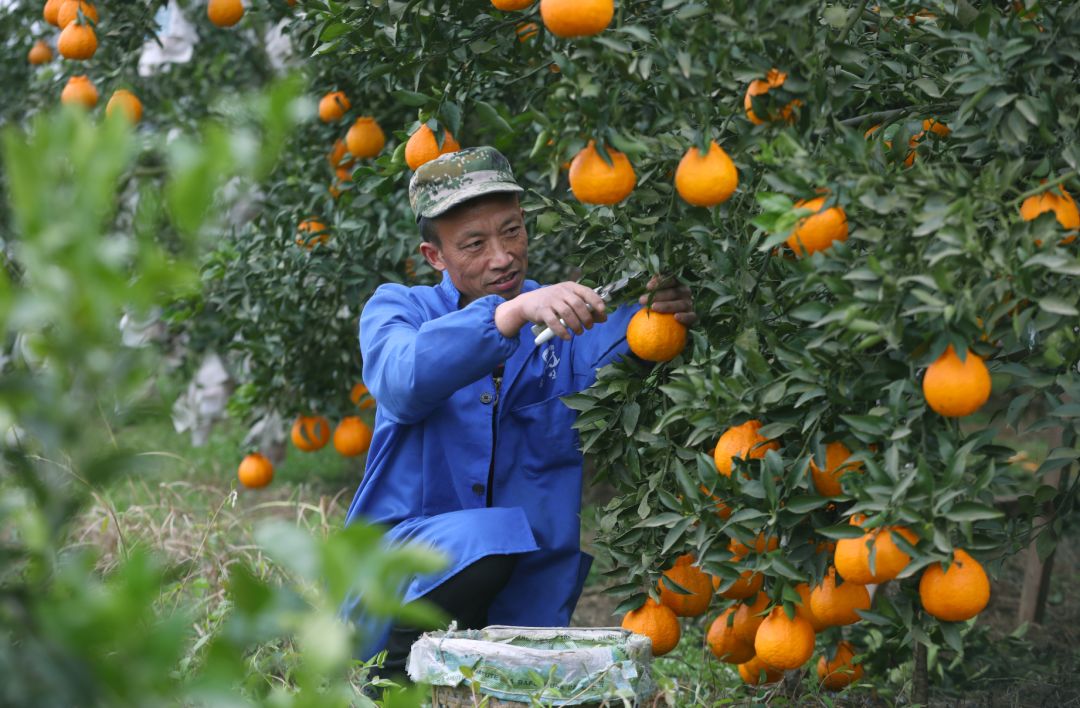 富硒茶啤酒河南(富硒茶啤酒在全国行业排第几)-硒宝网