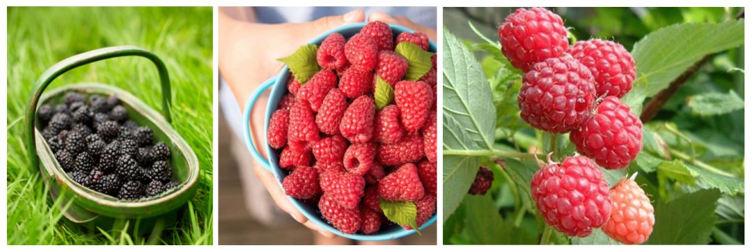 富硒茶啤酒河南(富硒茶啤酒在全国行业排第几)-硒宝网