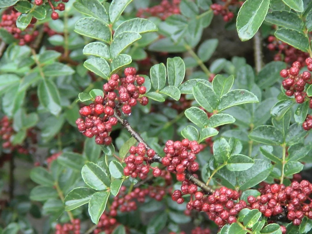富硒茶啤酒河南(富硒茶啤酒在全国行业排第几)-硒宝网
