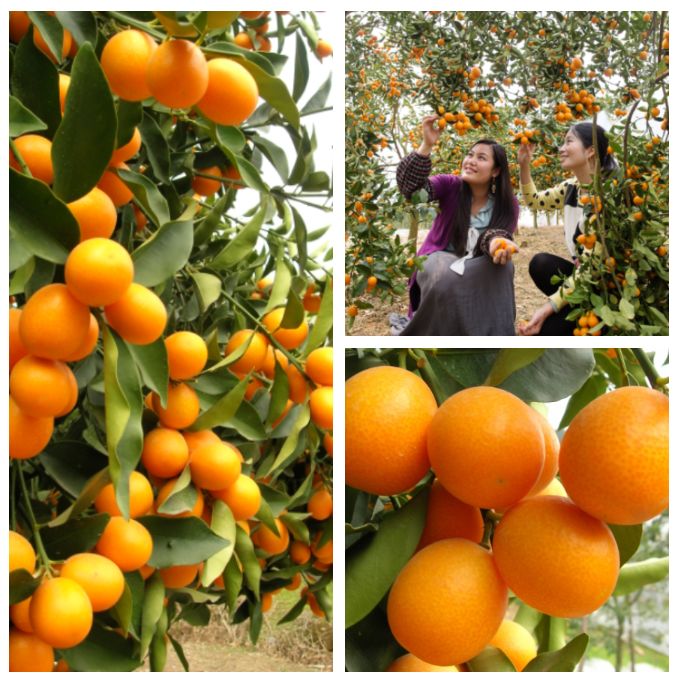 富硒茶啤酒河南(富硒茶啤酒在全国行业排第几)-硒宝网