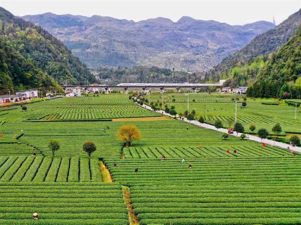 恩施富硒茶主题(湖北的恩施富硒茶厂)-硒宝网