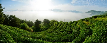 天方富硒有机茶(天然有机富硒茶)-硒宝网