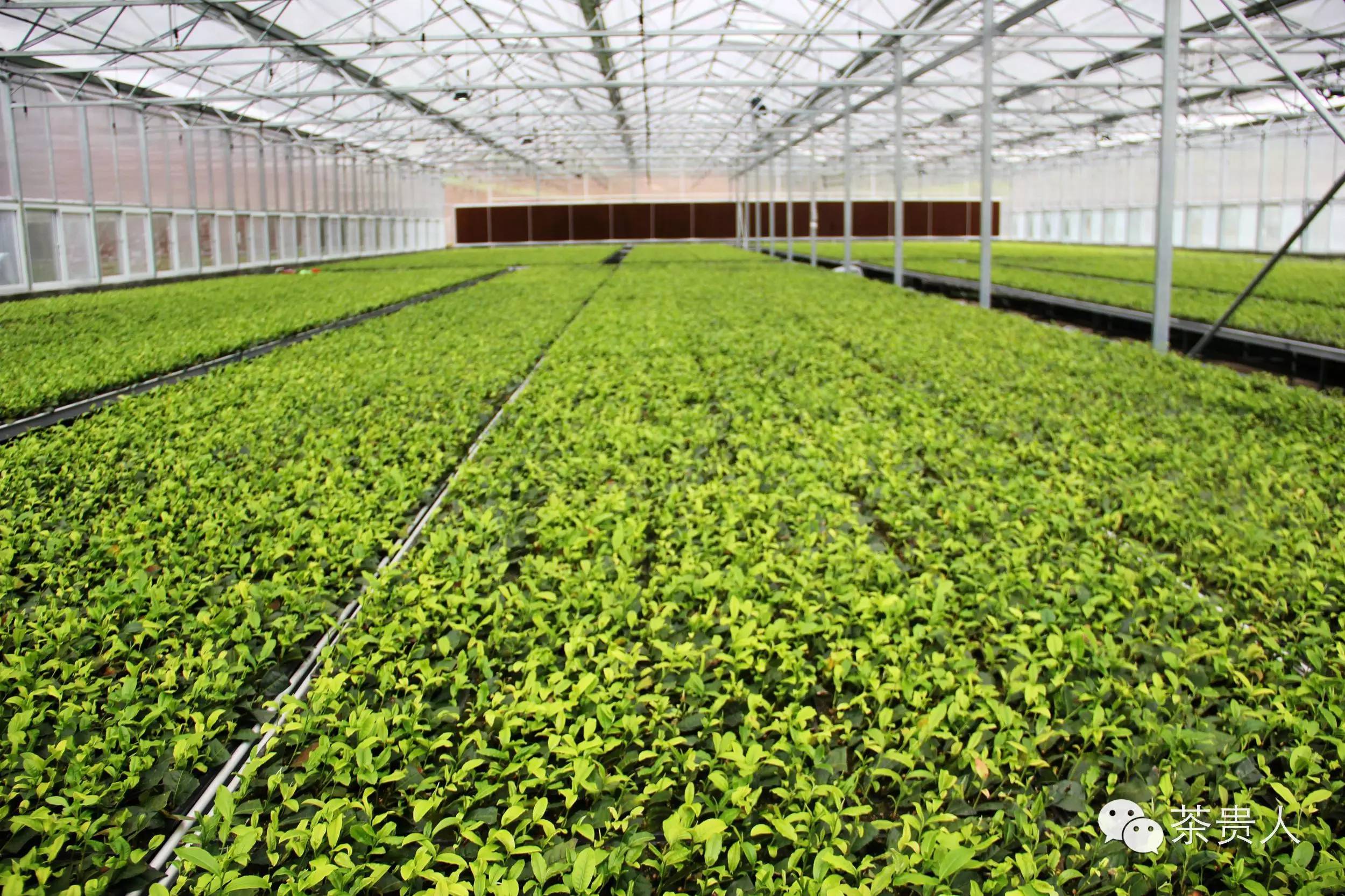 富硒茶紫阳毛尖（紫阳富硒毛尖的功效与作用）-硒宝网