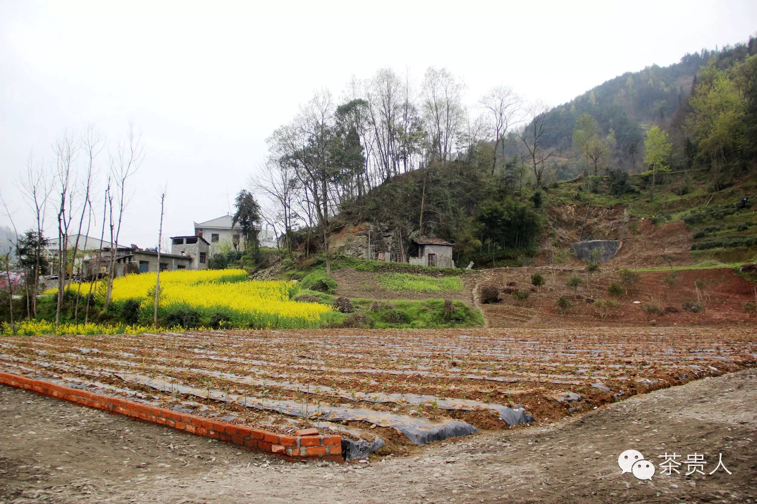 富硒茶紫阳毛尖（紫阳富硒毛尖的功效与作用）-硒宝网