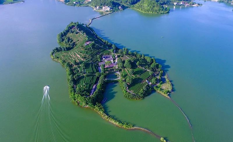 女娲茶富硒绿茶（紫阳富硒茶属于哪类茶）-硒宝网