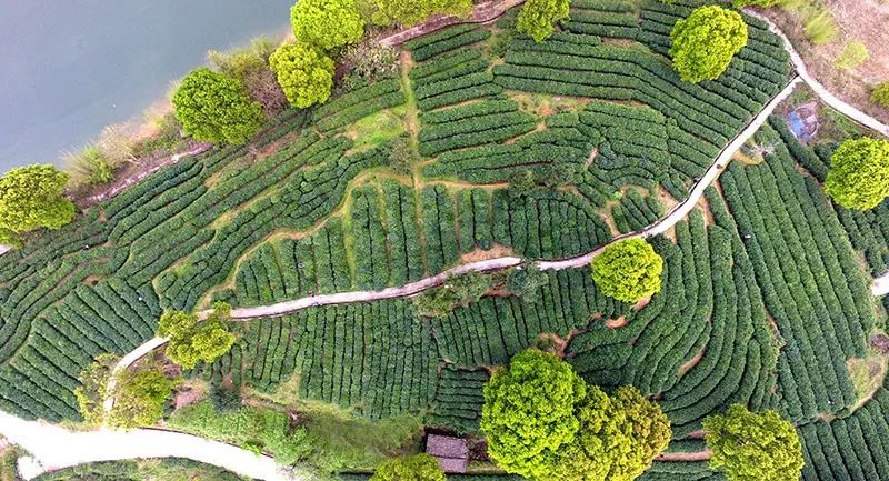 女娲茶富硒绿茶（紫阳富硒茶属于哪类茶）-硒宝网