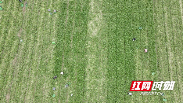 湖南富硒茶供应(供应湖南茶富硒的地方)-硒宝网